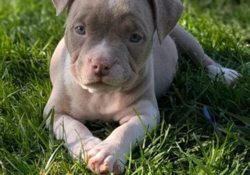 Litter of pocket bullies with abkc registration