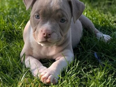 Litter of pocket bullies with abkc registration