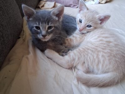 Kittens ready for adoption