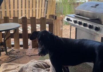 Great Dane Free to a good home