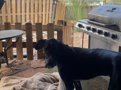 Great Dane Free to a good home