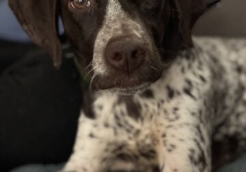 German shorthaired pointer