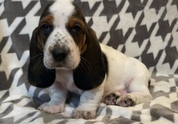 Gus: AKC basset hound boy