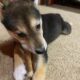 Shiba Inu Puppy For Sale