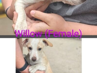 Jack Russell/Beagle mix puppy Willow