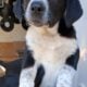 Help puppies need forever homes