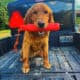 AKC Golden Retriever red