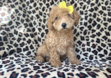 Roxy