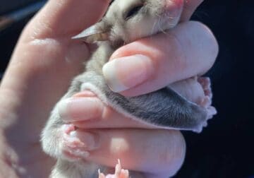 Sugar Glider Joeys
