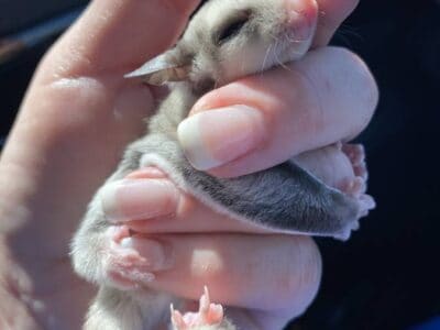 Sugar Glider Joeys