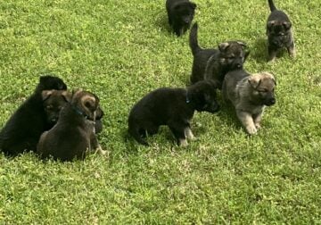 Akc German shepherd pups