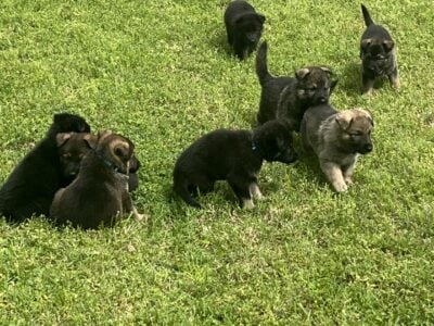Akc German shepherd pups