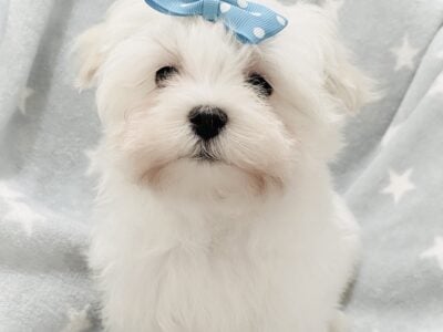 AKC Maltese Puppies
