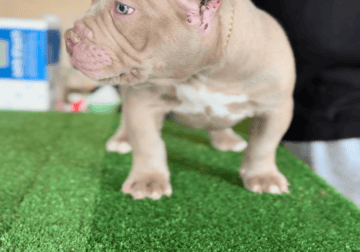 Female bully