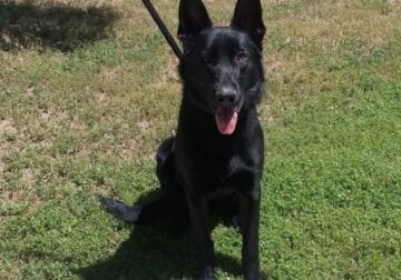 Beautiful All Black Belgian Shepherd