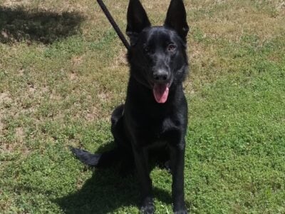 Beautiful All Black Belgian Shepherd