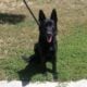Beautiful All Black Belgian Shepherd