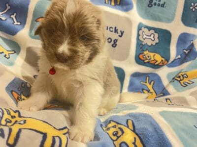 AKC Newfoundland Puppies – Red – Male – Cassian