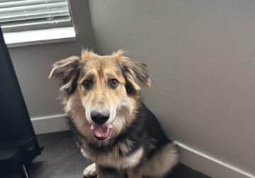 8-month-old German Shepherd and Border Collie Mix