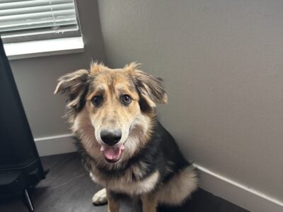 8-month-old German Shepherd and Border Collie Mix