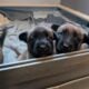Sweet Malinois puppies