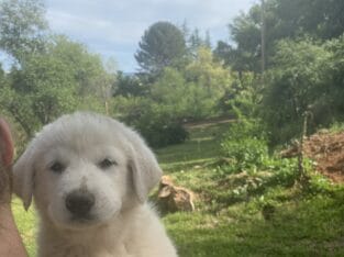 German shepherd Great Pyrenees mix