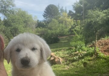 German shepherd Great Pyrenees mix