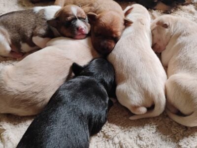 Pug mixed