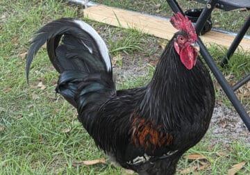 Rooster