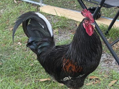 Rooster