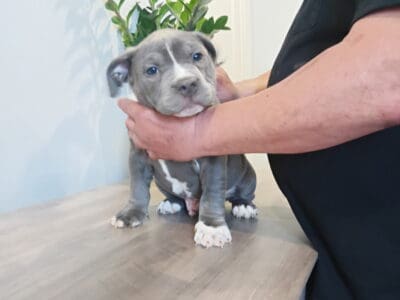 American Bully Puppies