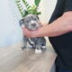 American Bully Puppies