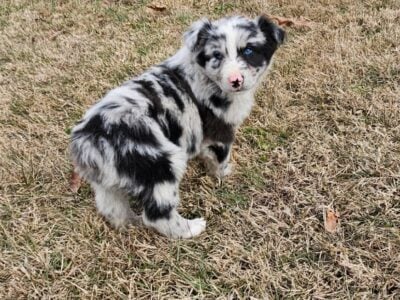 Aussie puppies