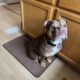3yr old Olde English Bulldog