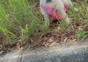 Fluffy cream French bulldog