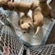 Adorable yellow labs for sale
