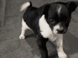 James – Small Friendly ShiChi Male Puppy – Ohio