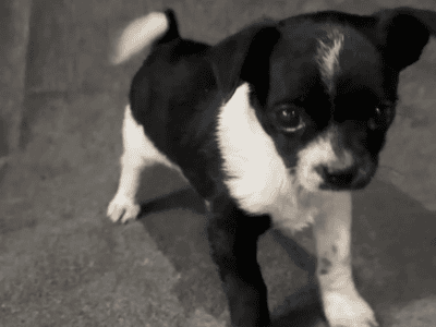 James – Small Friendly ShiChi Male P  ...