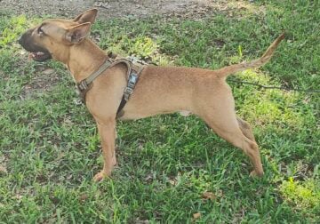 Bull Terrier male – 7 months old for sale