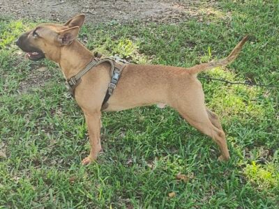 Bull Terrier male – 7 months old for sale