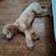 Golden doodle