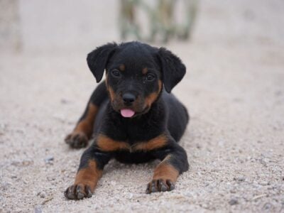 Female Rottweiler Puppy