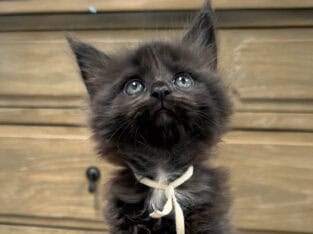 Black European Maine Coon Kitten