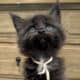 Black European Maine Coon Kitten