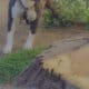 American Bully Puppies for sale