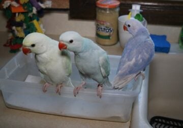 Baby Indian Ringnecks – 8 weeks