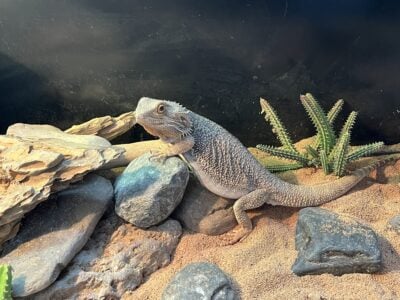 Bearded dragon