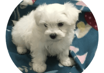 Purebred Maltese