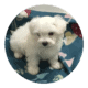 Purebred Maltese