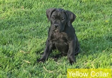 Rare All Black Boerboel